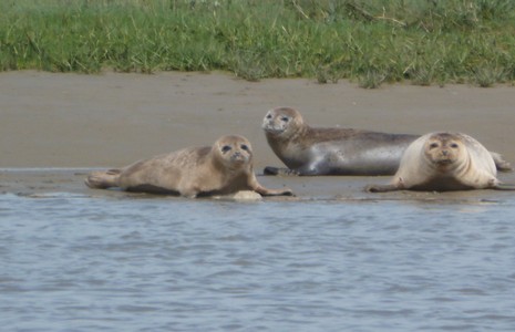 Seals at Pegwell Bay in Kent